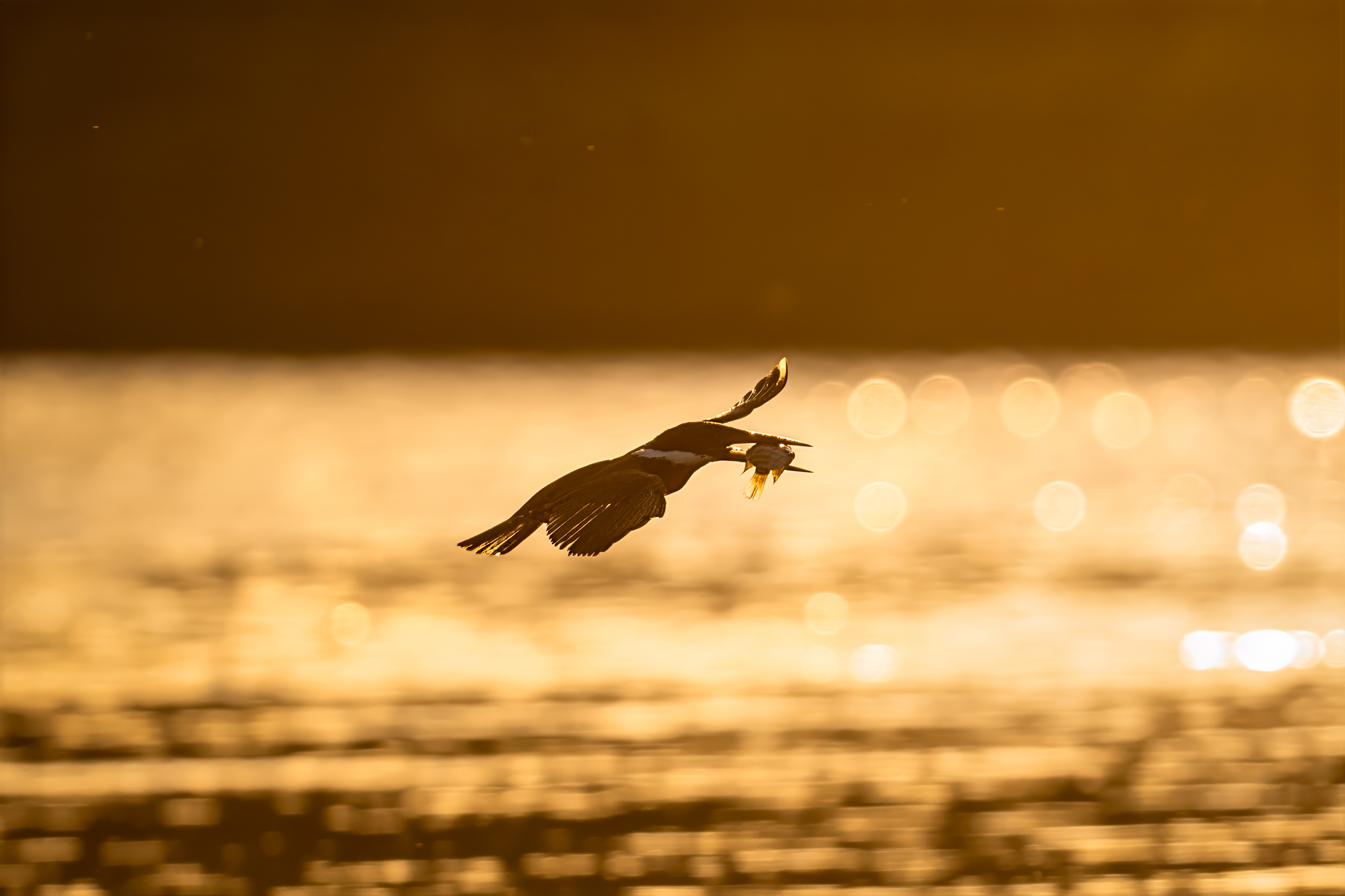 Eisvogel im Flug mit Fisch im Schnabel — goldenes Abendlicht