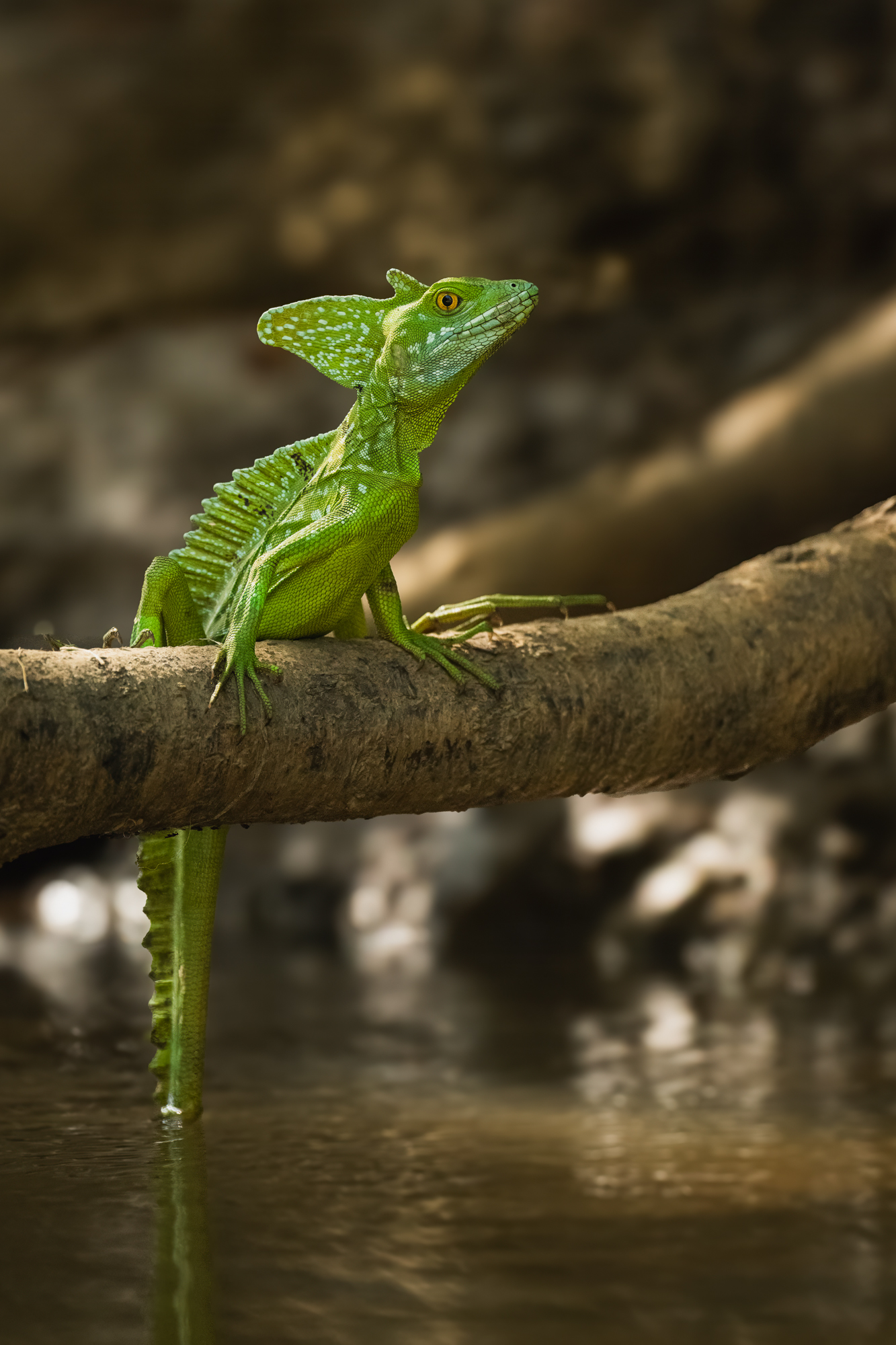 Grüner Basilisk auf einem Ast